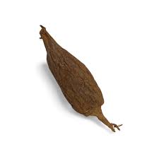 Alligator Pepper 1Pc