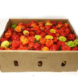 Ata Rodo Scotch Bonnet (Hot pepper) - box (2.7kg)